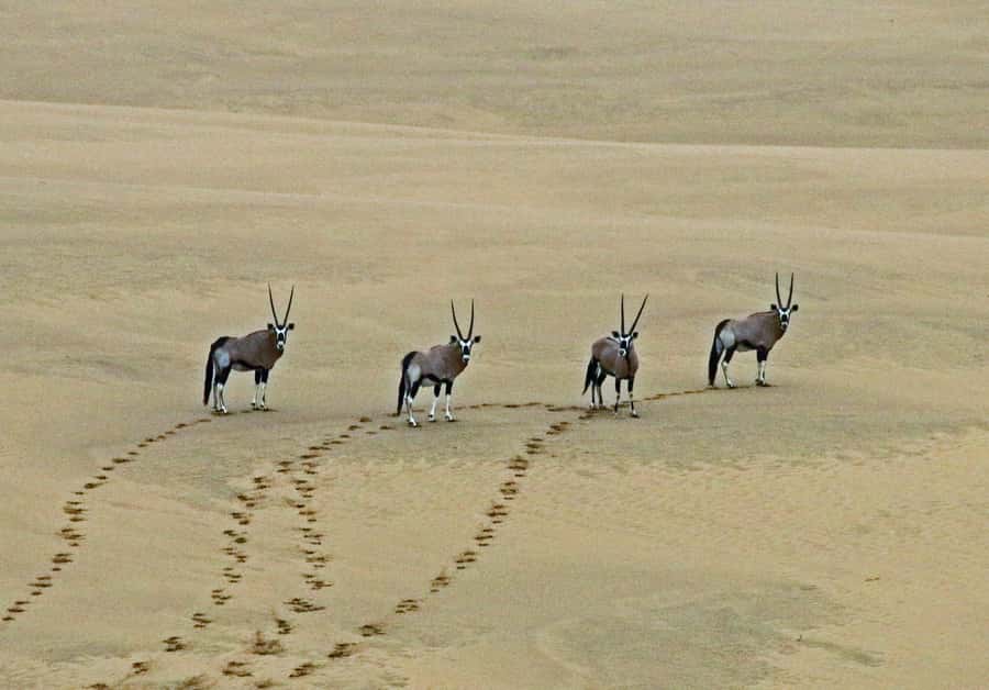 Walvis Bay: 4x4 Desert Excursion to Sandwich Harbour Bay - FAQ