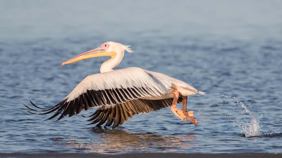 Walvis Bay and Sandwich Harbour Tour - The ride back and the practical limits