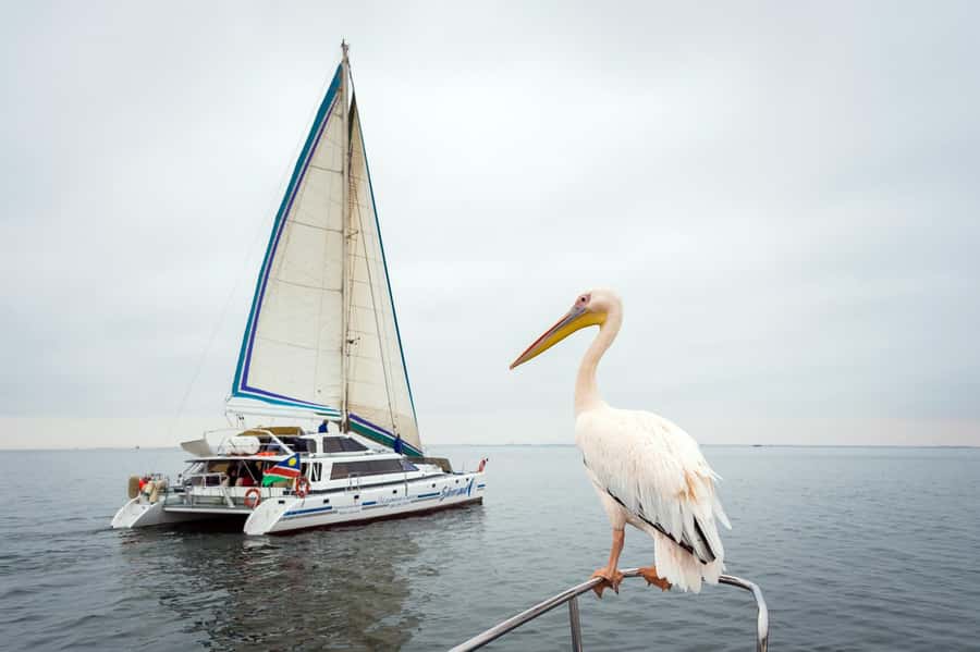 Walvis Bay: Marine Big 5 Luxury Catamaran Tour - Starting at Walvis Bay Waterfront