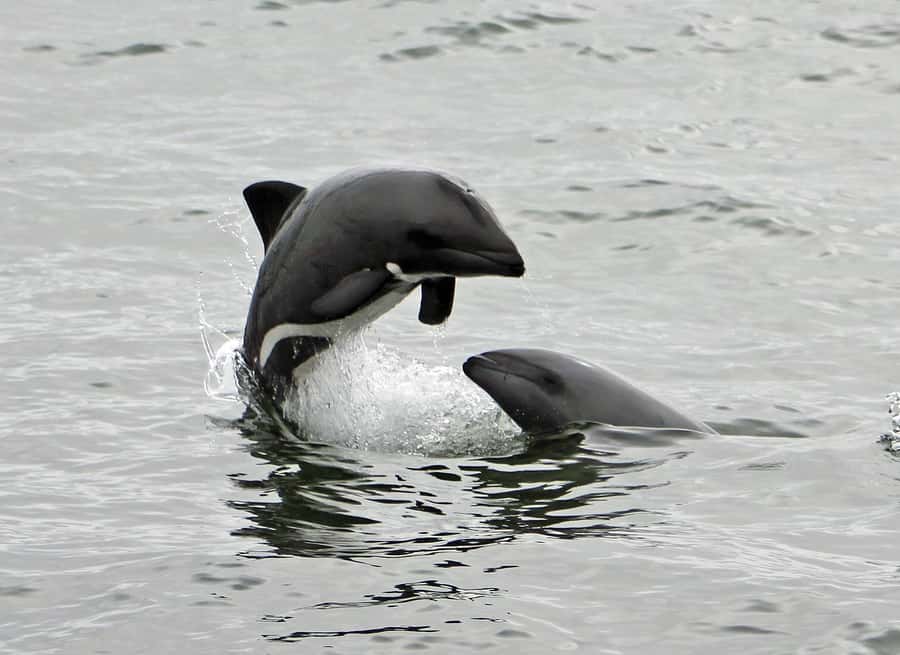 Walvis Bay: Marine Big 5 Luxury Catamaran Tour - Out Into Open Water for Dolphins and Whales