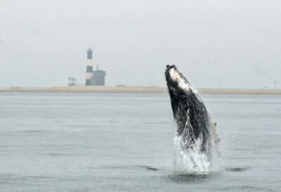 Marine Big 5 Luxury Catamaran Tour