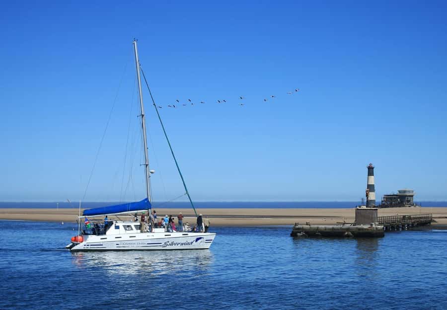 Walvis Bay: Marine Big 5 Luxury Catamaran Tour - The Odd Appeal of Mola Mola and Leatherback Turtles
