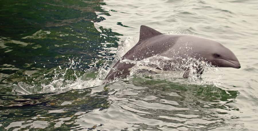 Walvis Bay: Marine Big 5 Luxury Catamaran Tour - The Guide Can Make or Break the Morning