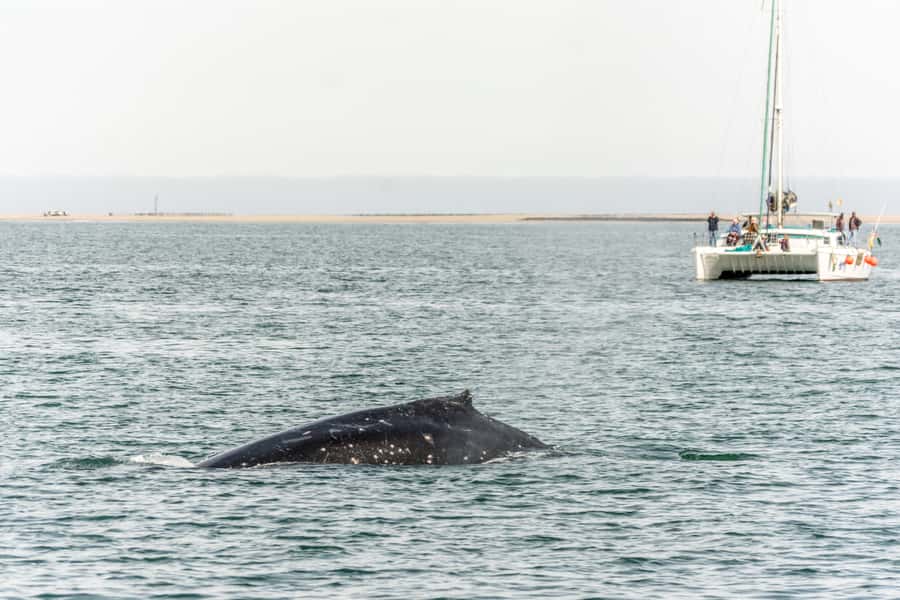 Walvis Bay: Marine Big 5 Luxury Catamaran Tour - What to Wear and What to Bring