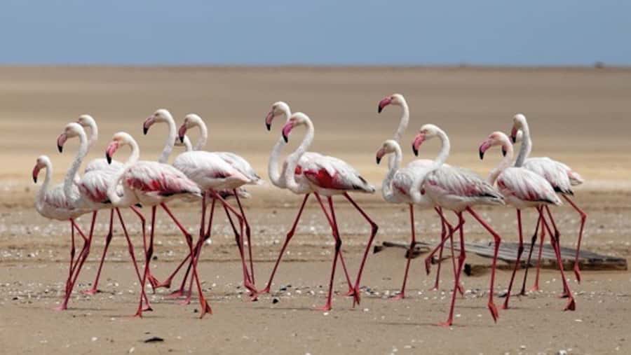 Walvis Bay: Pelican Point Kayaking Tour - Should you book the Pelican Point kayaking tour?