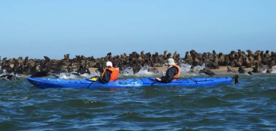 Walvis Bay: Pelican Point Kayaking Tour - Getting ready beside the seal colony