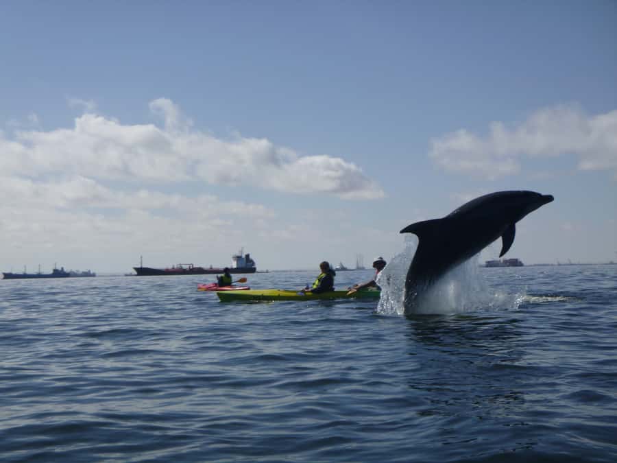 Walvis Bay: Pelican Point Kayaking Tour - What you can photograph at Pelican Point