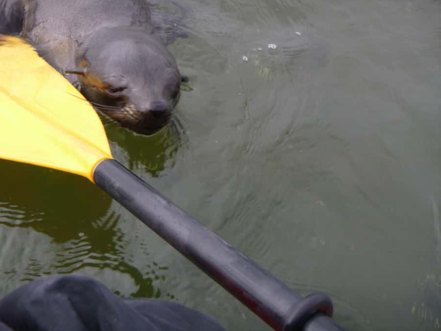 Walvis Bay: Pelican Point Kayaking Tour - Breakfast, hot drinks, and the trip back