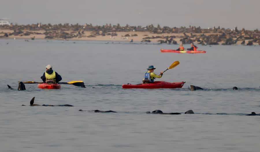 Walvis Bay: Pelican Point Kayaking Tour - Is $76 a fair price?