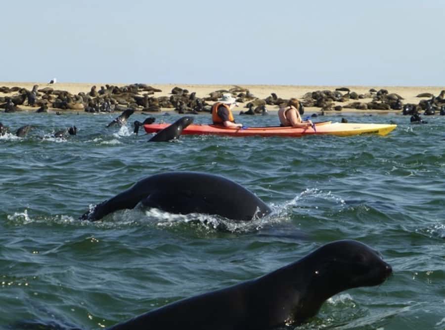 Walvis Bay: Pelican Point Kayaking Tour - Who should book this outing?