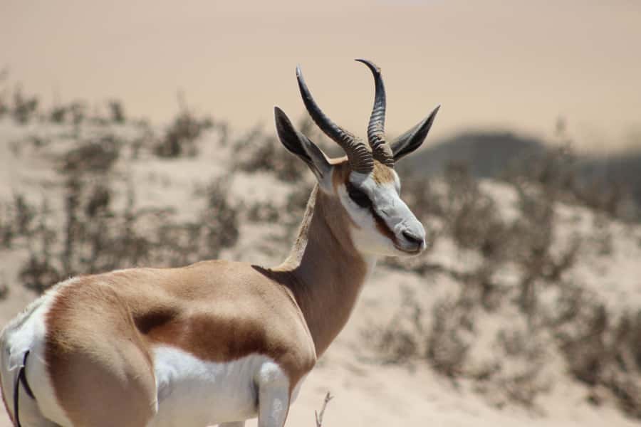 Walvis Bay: Sandwich Harbour Half-Day 4x4 Scenic Excursion - A picnic that is more than a token snack