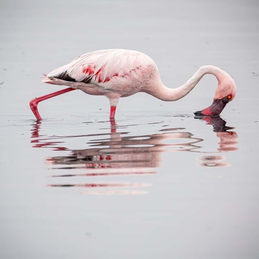 Walvis Bay: Sandwich Harbour Half-Day 4x4 Scenic Excursion - Cruise passengers and Swakopmund visitors need extra care