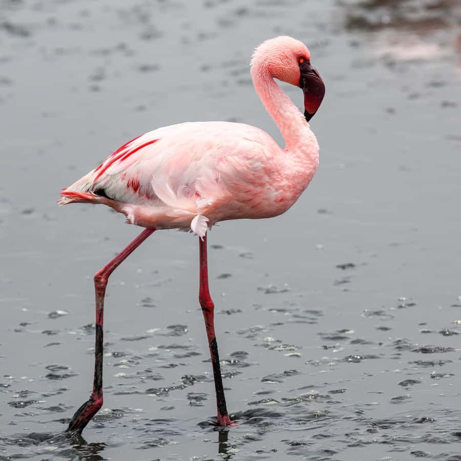Walvis Bay: Sandwich Harbour Half-Day 4x4 Scenic Excursion - Starting at Flamingo Villas and the Walvis Bay Lagoon