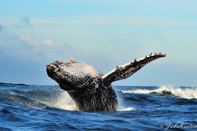 Whale, Dolphin & Penguin Island Cruise - What makes this Algoa Bay cruise special