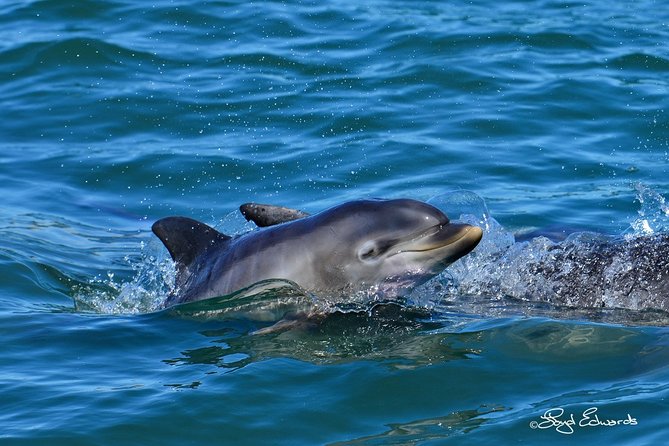 Whale, Dolphin & Penguin Island Cruise - Why the small group matters