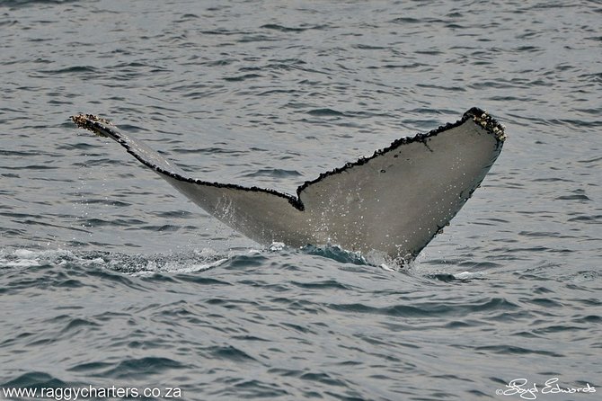 Whale, Dolphin & Penguin Island Cruise - The crew and conservation message