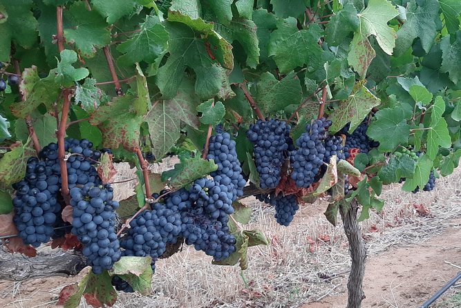 Wine Tour to Stellenbosch & Franschhoek with Tastings & Lunch - La Bri adds chocolate and a cellar tour