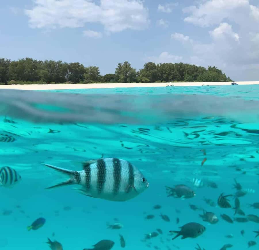 Zanzibar: Mnemba Island Dolphin and Snorkeling Tour - Starting at Nungwi or Muyuni Beach
