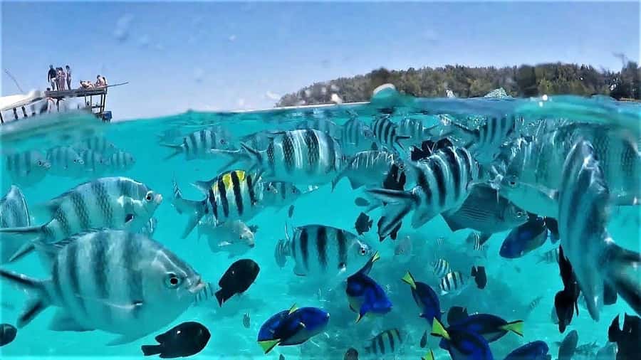 Zanzibar: Mnemba Island Dolphin and Snorkeling Tour - The dolphin search is thrilling, but not guaranteed