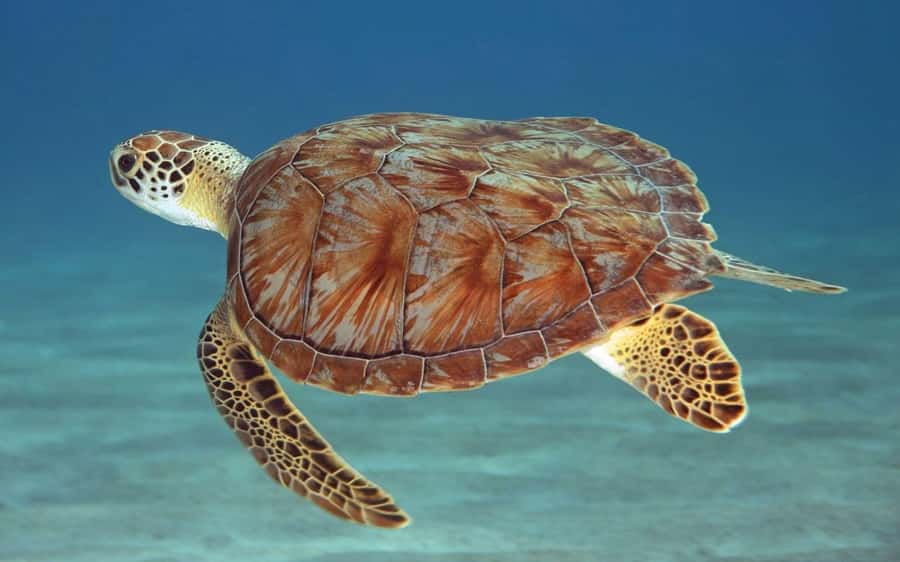 Zanzibar: Mnemba Island, Prison Island and Salaam Cave Tour - Mnemba Atoll sets the pace for the day