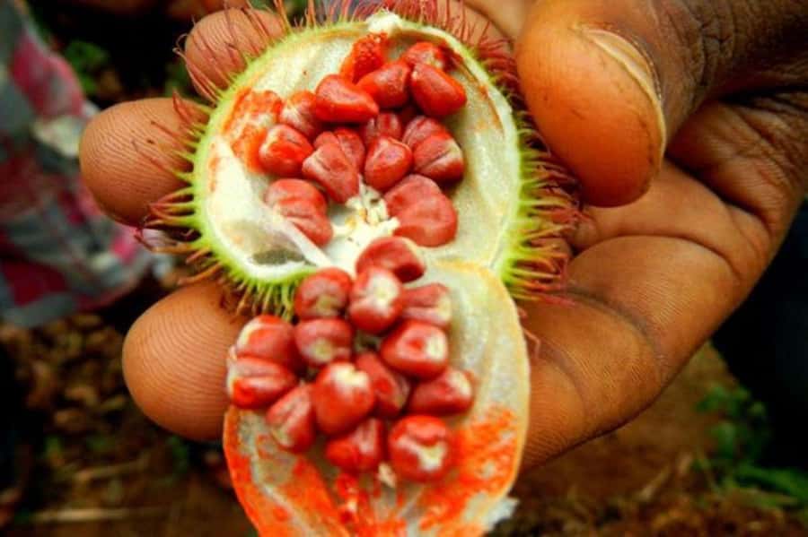 Zanzibar: Mnemba Island, Prison Island and Salaam Cave Tour - Who will enjoy this tour most?