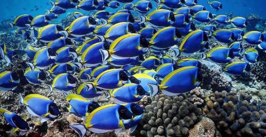 Zanzibar: Prison Island & Nakupenda Sandbank Tour with Lunch - Snorkeling off the island