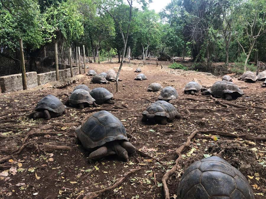 Zanzibar: Prison Island, Stone Town, & Spice Farm Tour - Why this tour works as a first day in Zanzibar