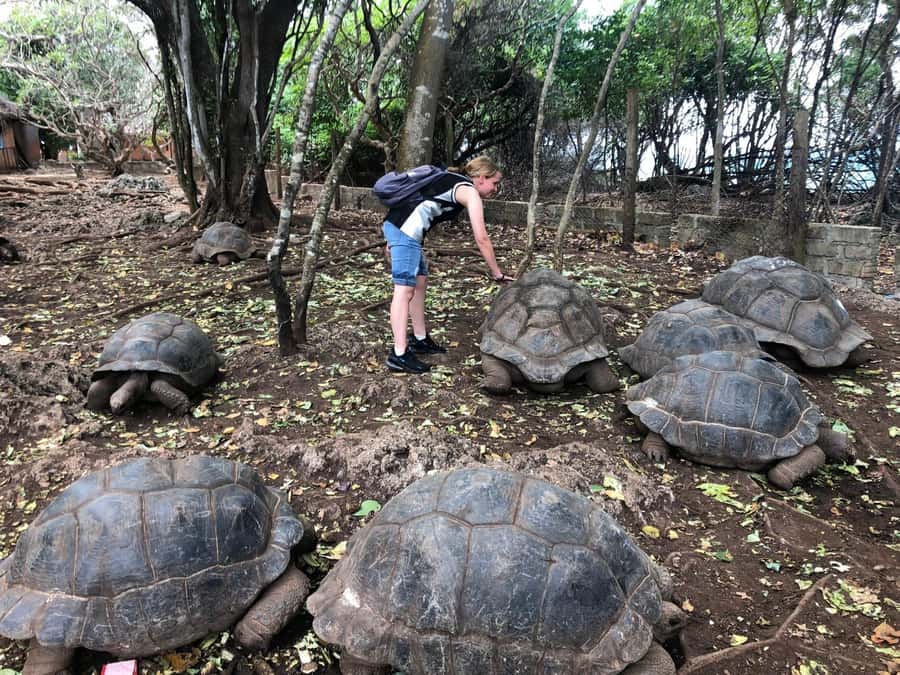 Zanzibar: Prison Island, Stone Town, & Spice Farm Tour - The road from your hotel to the day’s first stop